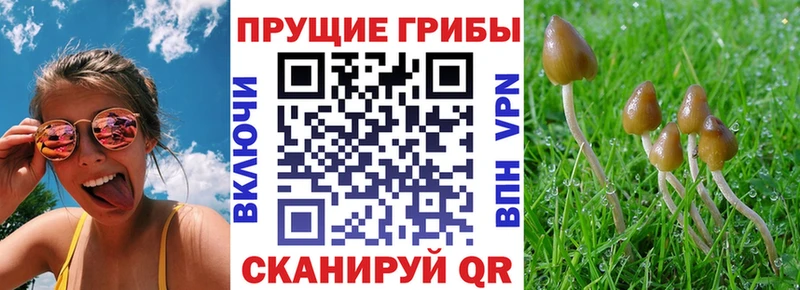 Псилоцибиновые грибы Cubensis  Приозерск 